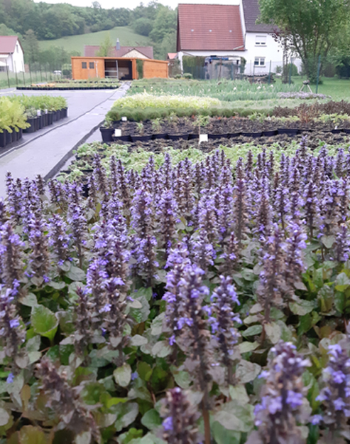 Ajuga pyramidalis `Metallica Crispa`